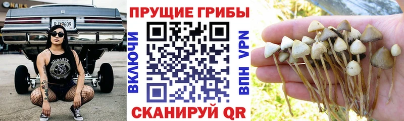 цена наркотик Кириши Галлюциногенные грибы Magic Shrooms