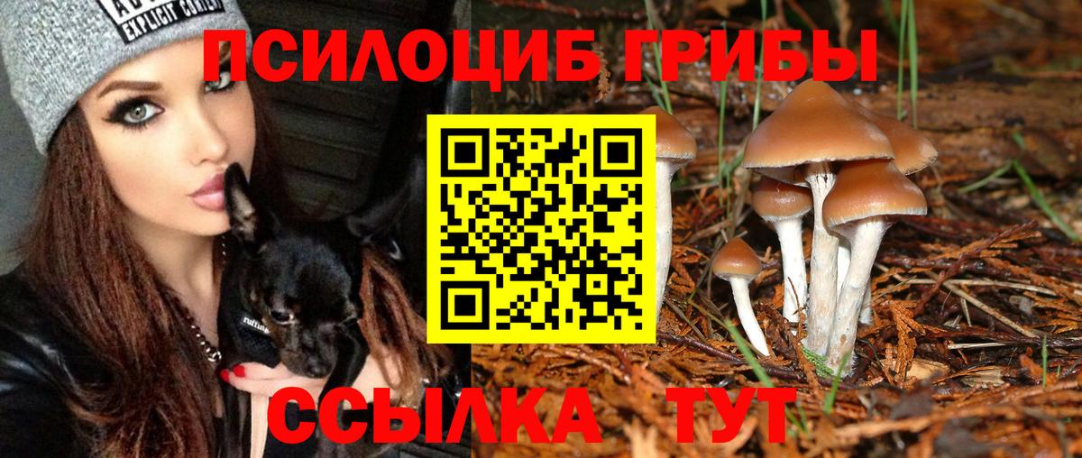 Псилоцибиновые грибы Psilocybine cubensis  Кириши  закладки  Псилоцибиновые грибы прущие грибы 